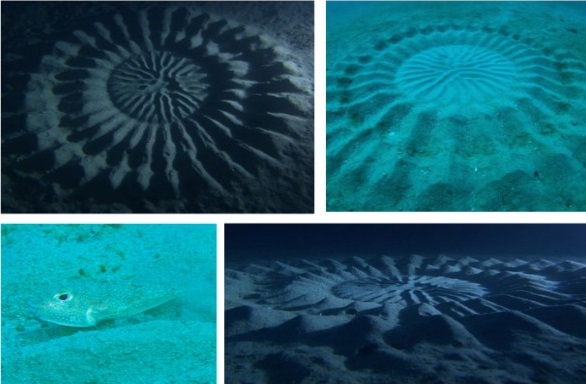 Underwater Crop Circles Debunked