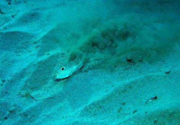 Underwater Crop Circles Fish