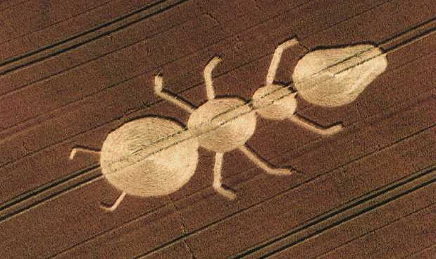 The ant crop circle found in Britain