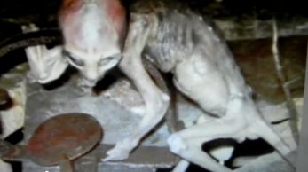 Proof Of Aliens Pictures 10