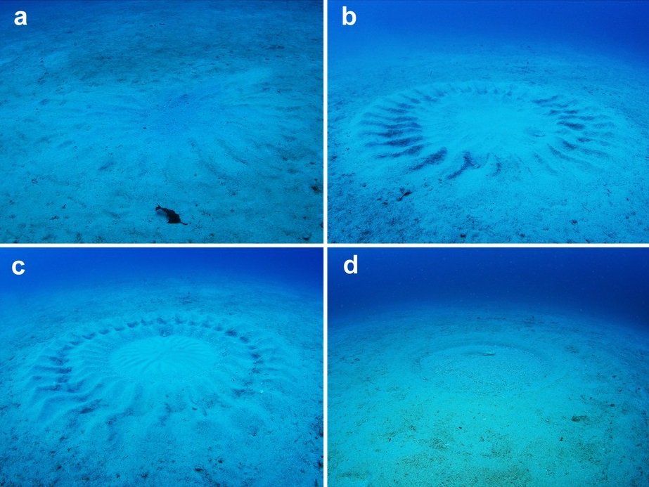 Underwater crop circles pufferfish